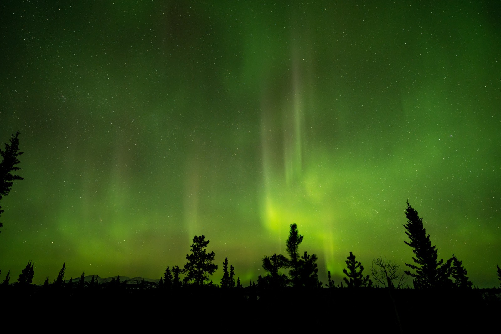 Northern lights over spruce trees in the Yukon